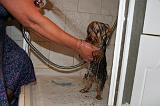 BAIN - YORKSHIRE TERRIER 101